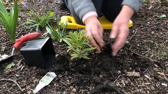 Euphorbia Plant Profile смотреть онлайн