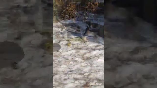 Щенки ВЕО, возраст 45 дней. смотреть онлайн