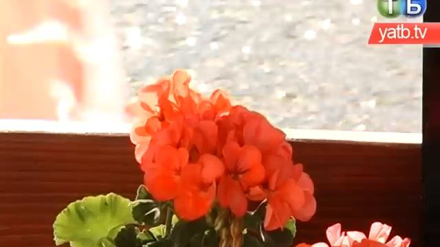 Белый Лебедь, с. Большие Копани смотреть онлайн