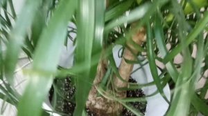 Комнатные Растения. Нолина. Уход и Содержание.