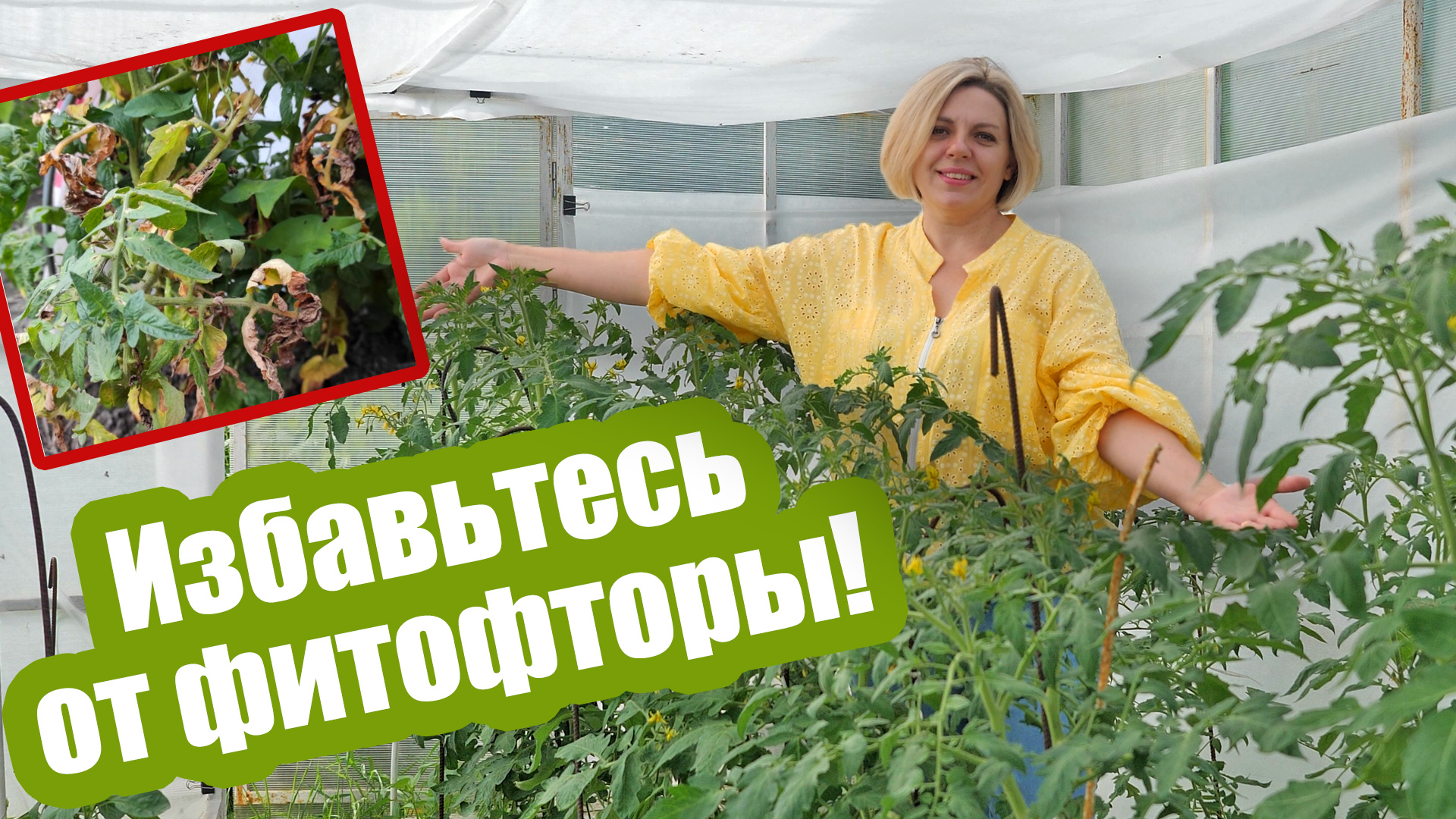 ОБРАБОТАЙТЕ ТОМАТЫ И КАРТОФЕЛЬ ОТ ФИТОФТОРЫ! Профилактика фитофторы и борьба с ней! смотреть онлайн