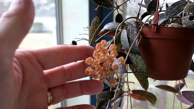 A Visit with Hoya sigillatis смотреть онлайн