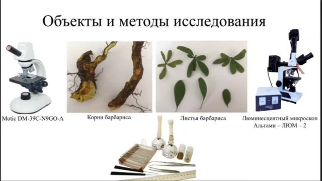 ЛЮМИНЕСЦЕНТНЫЙ АНАЛИЗ БАРБАРИСА ОБЫКНОВЕННОГО смотреть онлайн