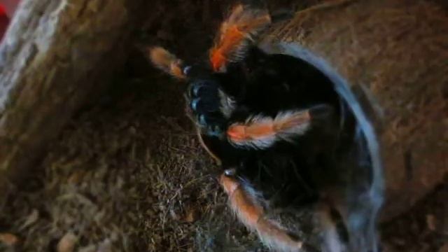 Линька Паука - Птицееда.