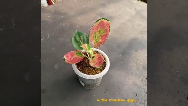 #aglaonema #moonlight #cunkwok @To_Next_PlantsHouse_djogja #aglonema #087820003645 смотреть онлайн