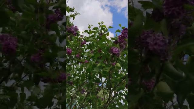 Сирени моего сада. Сорт Сенсация. смотреть онлайн