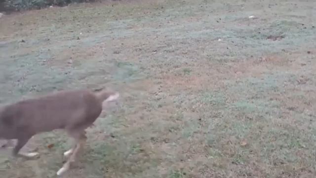 Спустя ГОДЫ Животные Встретились Со Своими Хозяевами! Попробуй НЕ ЗАПЛАКАТЬ! смотреть онлайн