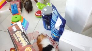 ПОЛОСА ПРЕПЯТСТВИЙ для СВИНКИ БУЗИ и КУЗИ ! КТО ЛУЧШЕ из ЖИВОТНЫХ? НОВЫЙ ЭКСТРЕМАЛЬНЫЙ ЧЕЛЛЕНДЖ