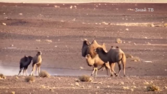 ВЕРБЛЮД В ДЕЛЕ - Плюется, кусается и даже иногда ест змей! смотреть онлайн