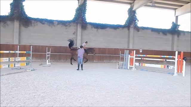 Euro Horse: Countdown Z - 5 y.o. Gelding by Cornet's Stern x Landstreicher - Trraining 01.08.2016 смотреть онлайн