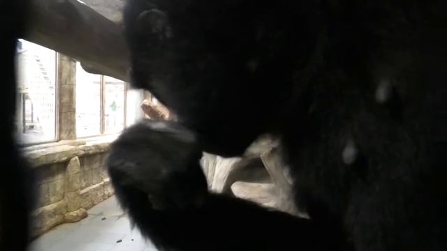 Гибонам подарок из Грузии! Каштан понравился A present for Gibons from Georgia! I liked the chestnu смотреть онлайн