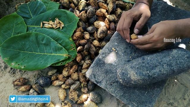 Organic Fresh Almond (Terminalia Catappa) Collect And Clean смотреть онлайн