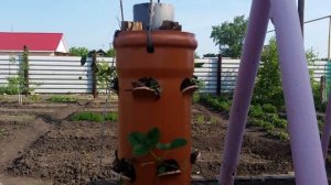 Вертикальная грядка.Клубника в трубе Часть 2.