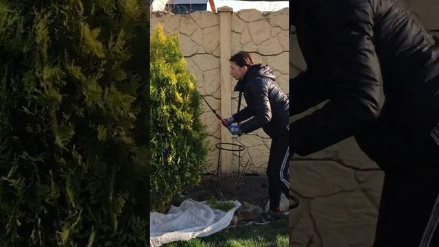 Обрезка туи весной.