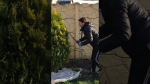Обрезка туи весной.