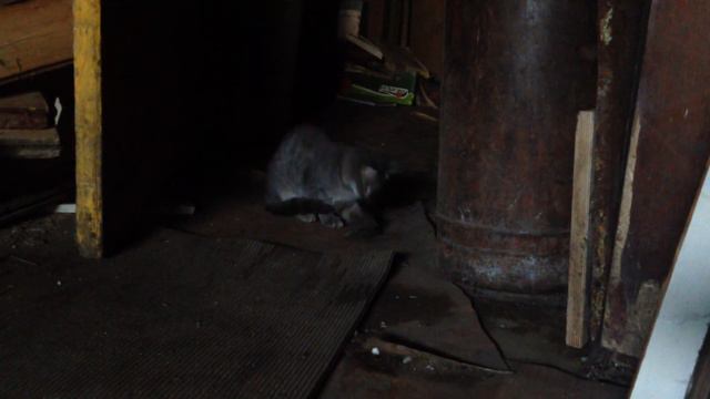 Кошка поймала мышь/Cat caught a mouse смотреть онлайн