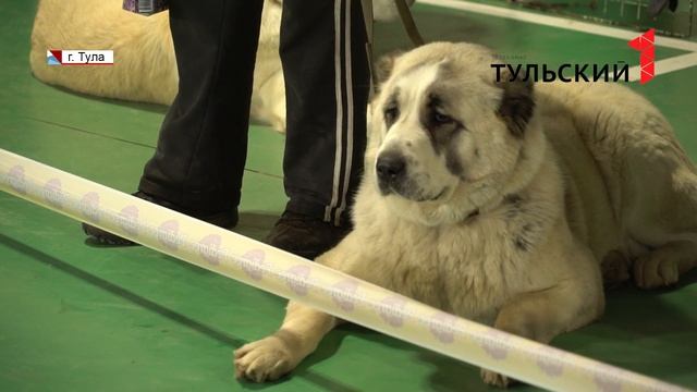 В Туле на кинологической выставке выбрали собак-чемпионов смотреть онлайн