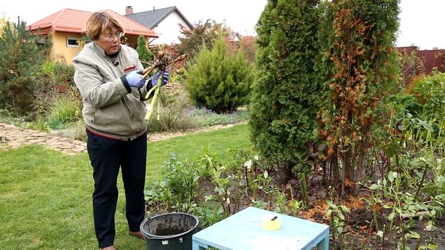 Ваш сад №64 - Подготовка георгин к зиме смотреть онлайн