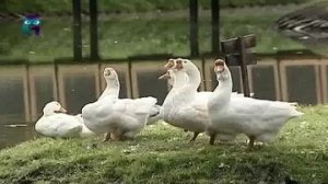 «Городская ферма» на ВДНХ