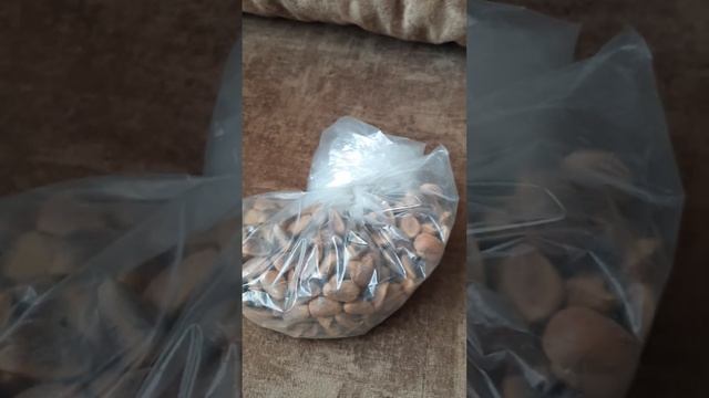 Как ростить Кедр (сосна кедровая) часть 1 смотреть онлайн