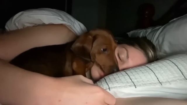 Dachshund Sneaks Into His Mama's Bed At Night To Snuggle смотреть онлайн