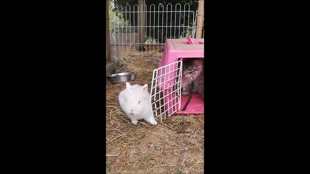 Living With Maine Coon Cat