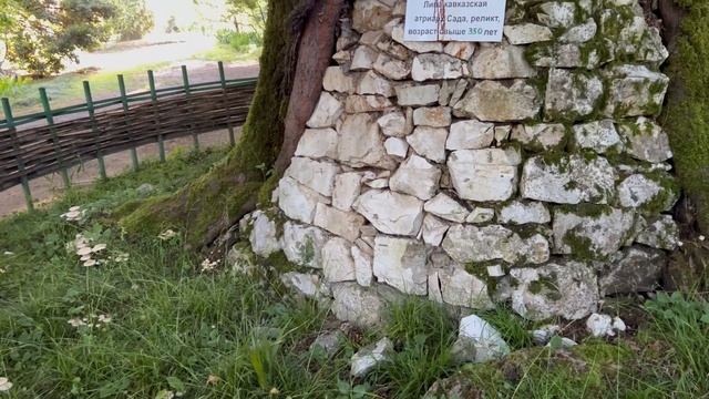 ОТДЫХ В АБХАЗИИ. Поездка в СУХУМ. смотреть онлайн