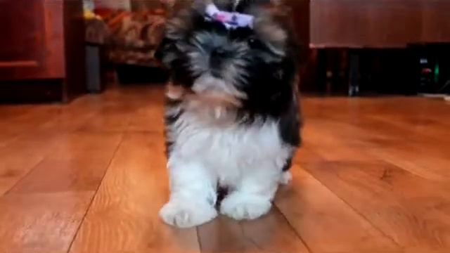 Дакота лоули ши тцу смотреть онлайн