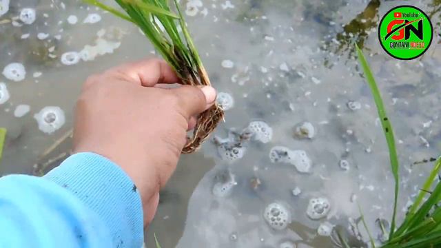 PEMUPUKAN PADI YANG TEPAT смотреть онлайн