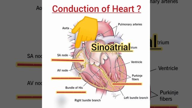 Conduction of heart / Heart beat system / SA node/ AV node / bundle of His .how heart conduction do смотреть онлайн