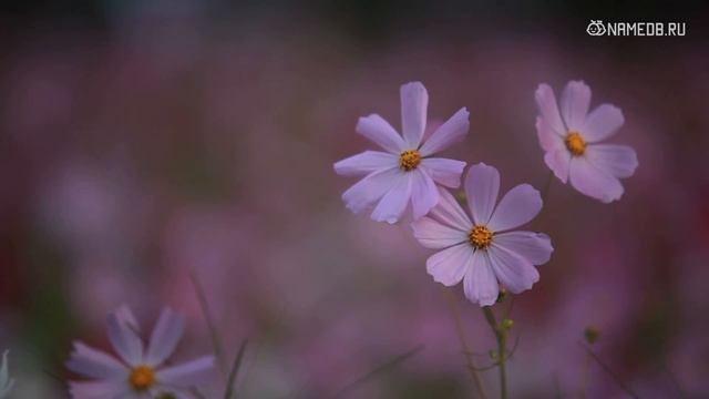 Значение имени Кристина: карма, характер и судьба смотреть онлайн