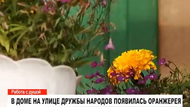 Необычная оранжерея появилась в Муравленко.