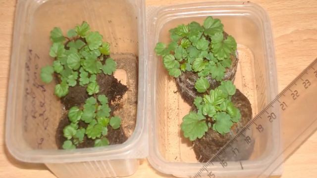 Аквапот своими руками. смотреть онлайн