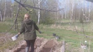 Посадка картофеля в природном земледелии.