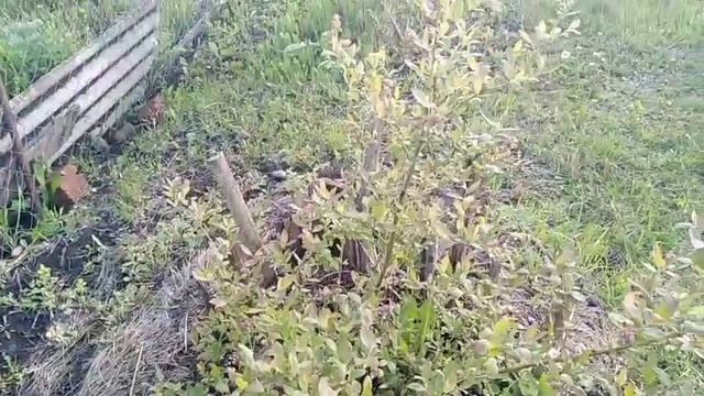 #голубика#подкислители#сера ГОЛУБИКА ПОДКИСЛЯЕМ СЕРОЙ ВЕСНОЙ. ИЛИ смотреть онлайн