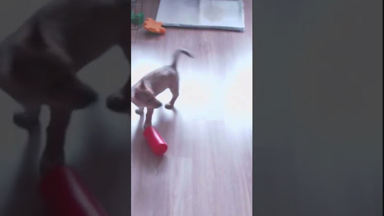 Малявочка моя пушистая))) #shorts #собаки #смешные