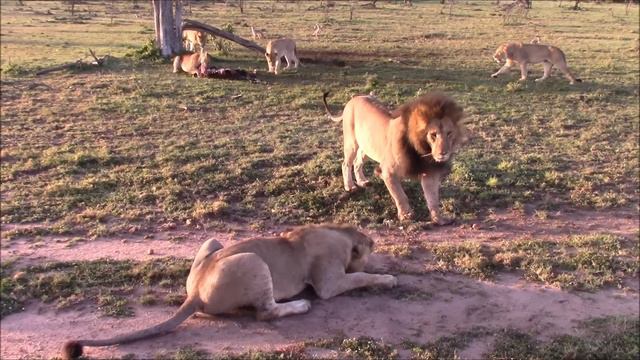 Bad Tempered Lion Dads смотреть онлайн