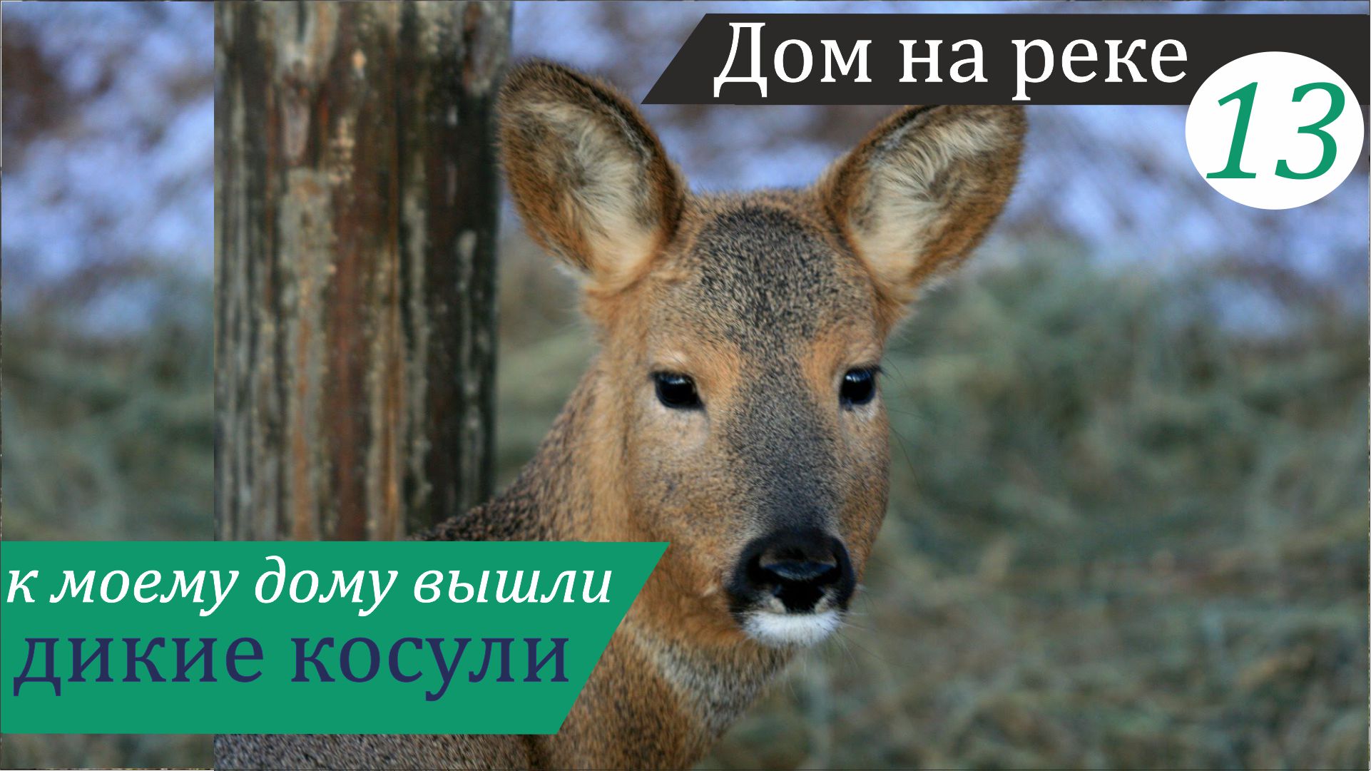 Уикенд несбывшихся планов. Дом на реке, часть 13 смотреть онлайн