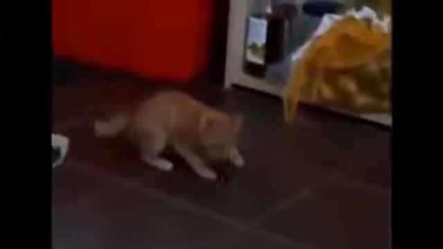 Приколы с котами ! Дикий угар смотреть онлайн