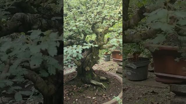 Bonsai Arabica Kontes смотреть онлайн