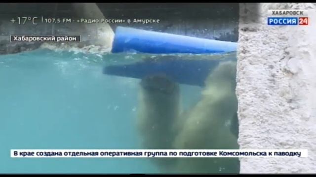 Игрушка для белого медведя смотреть онлайн