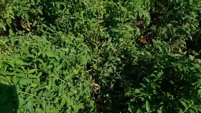 Помидоры ! Выращивание на земле ! смотреть онлайн