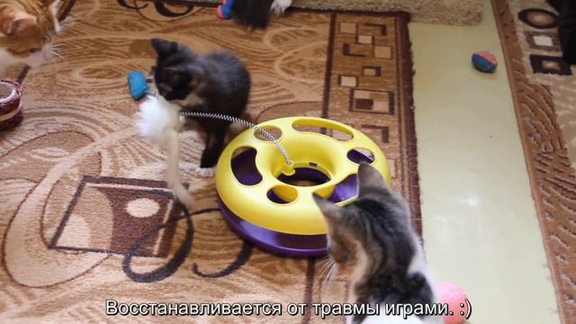 Сьюзи, Боня и наблюдатели смотреть онлайн