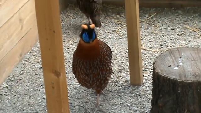 ТРАГОПАН ТЕММИНКА, ГЛАЗЧАТЫЙ ТРАГОПАН, TRAGOPAN TEMMINCKII,