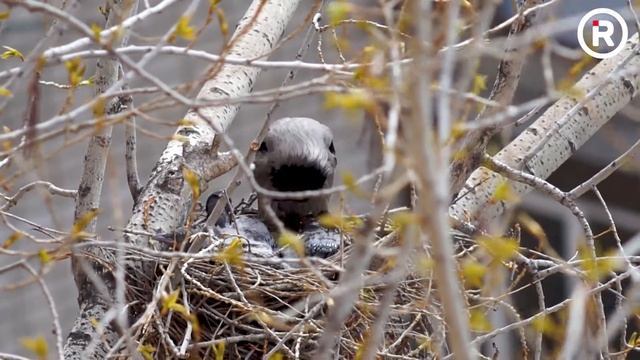 Вороны кормят птенцов - 3 смотреть онлайн