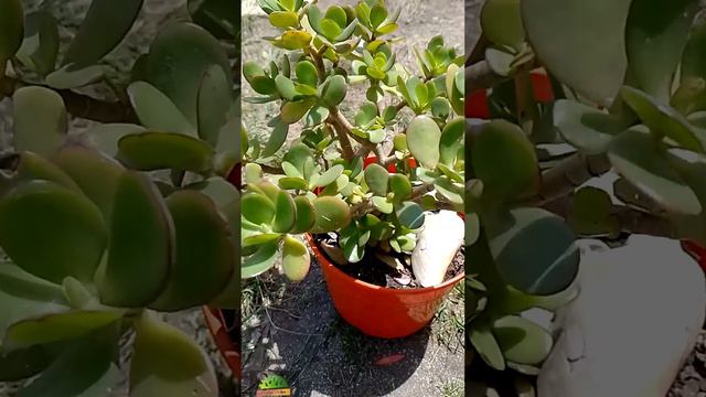 EL ARBOL DE JADE 🌿 смотреть онлайн
