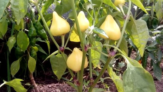 Клубничка острая. Перец острый смотреть онлайн