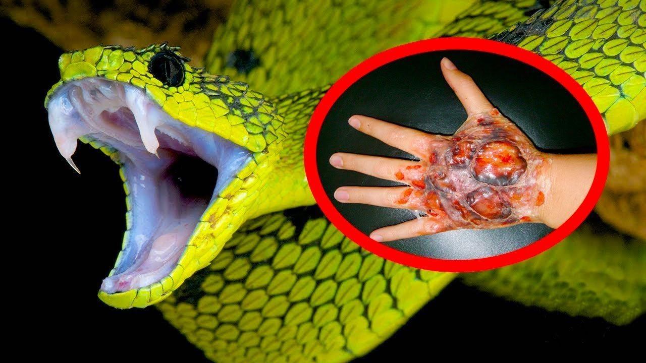 Топ ЯДОВИТЫХ ЗМЕЙ, которые УБЬЮТ вас МГНОВЕННО смотреть онлайн