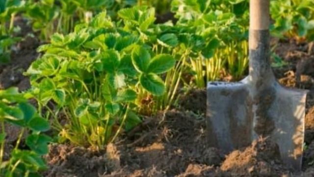 Земляника - делим кусты. Еще один способ размножения садовой земляники смотреть онлайн