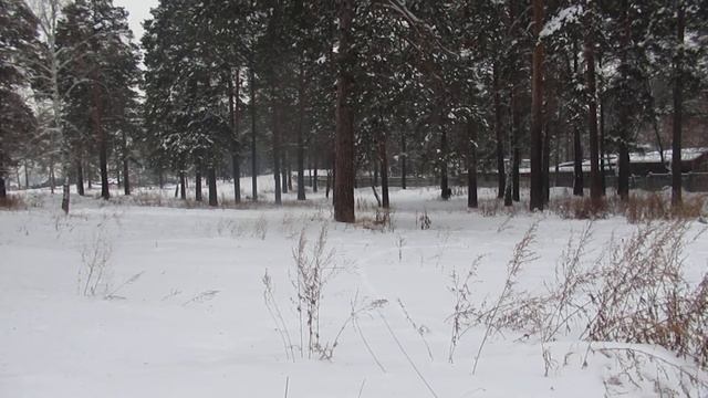 Собака лапку подаёт! httpwww stihi ru201712274607 смотреть онлайн